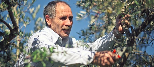 Journée mondiale de l’olivier